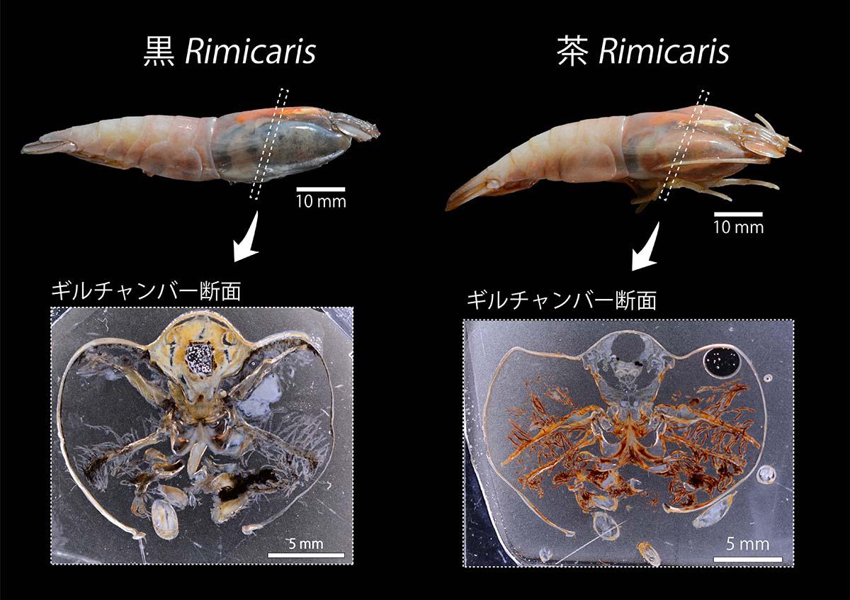 http://www.geobiology.jp/56eae2deea5bf9ed27fb33bc9b0204047e98ae71.jpg