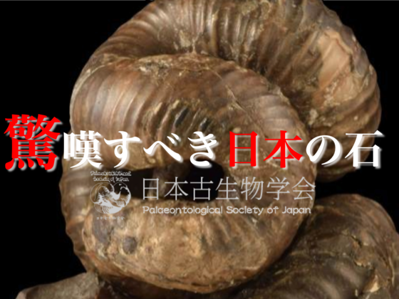 ニッポニテス画像