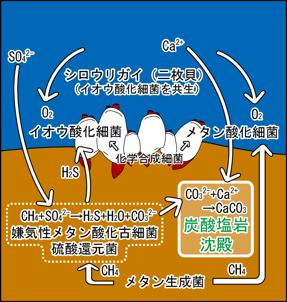 http://www.geobiology.jp/seep-system-m.png
